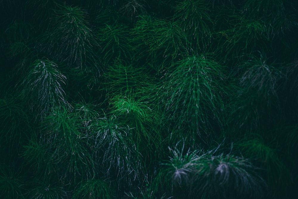 green fern plant during daytime