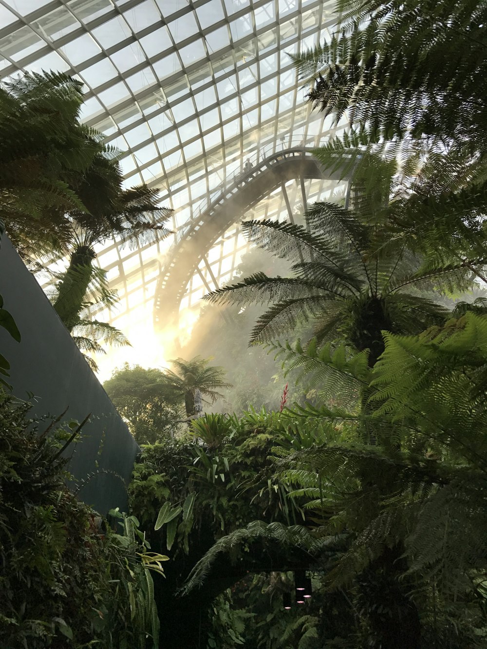 green leaf plants inside greenhouse