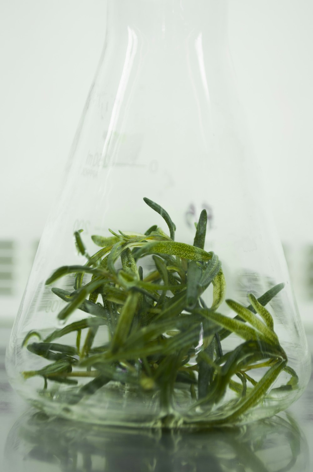 green leaves in clear glass container