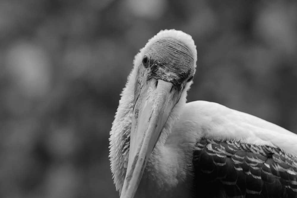 grayscale photo of pelican bird