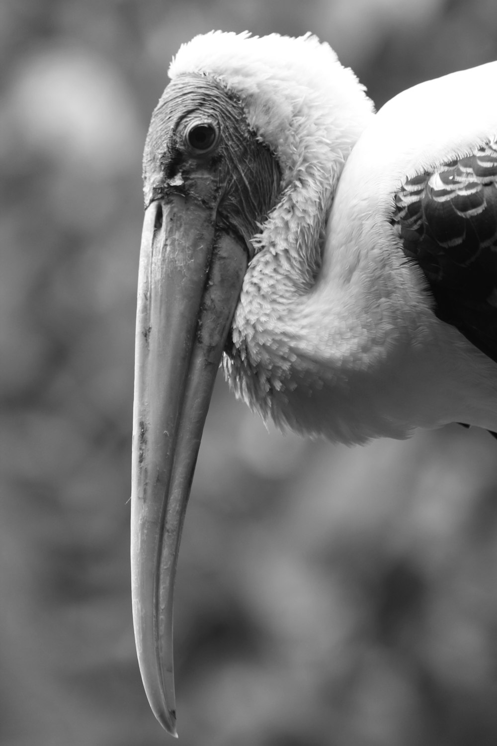 grayscale photo of a bird