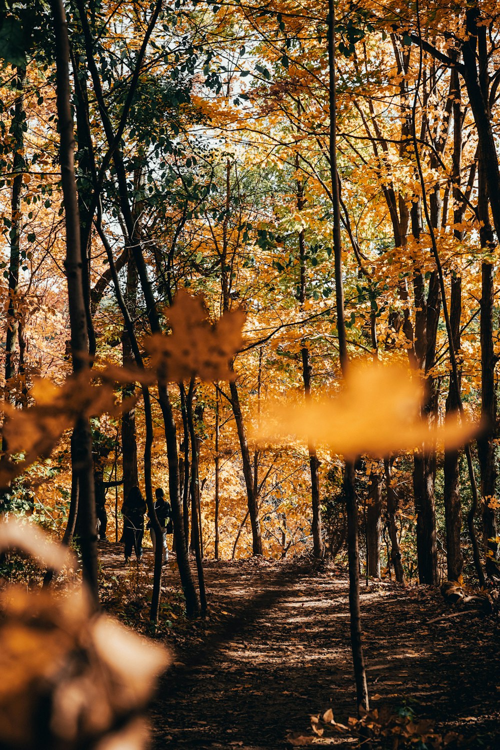 yellow leaf trees during daytime