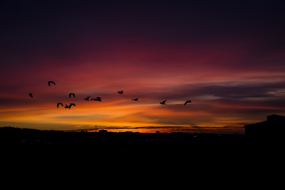 a flock of birds flying over a sunset