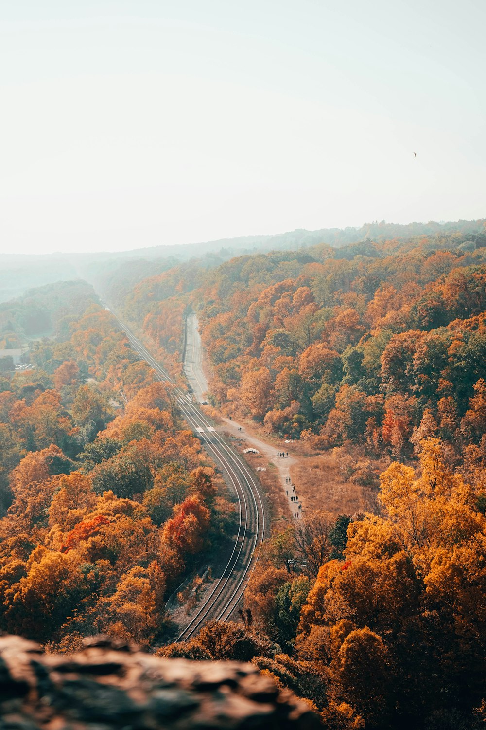 road in the middle of trees