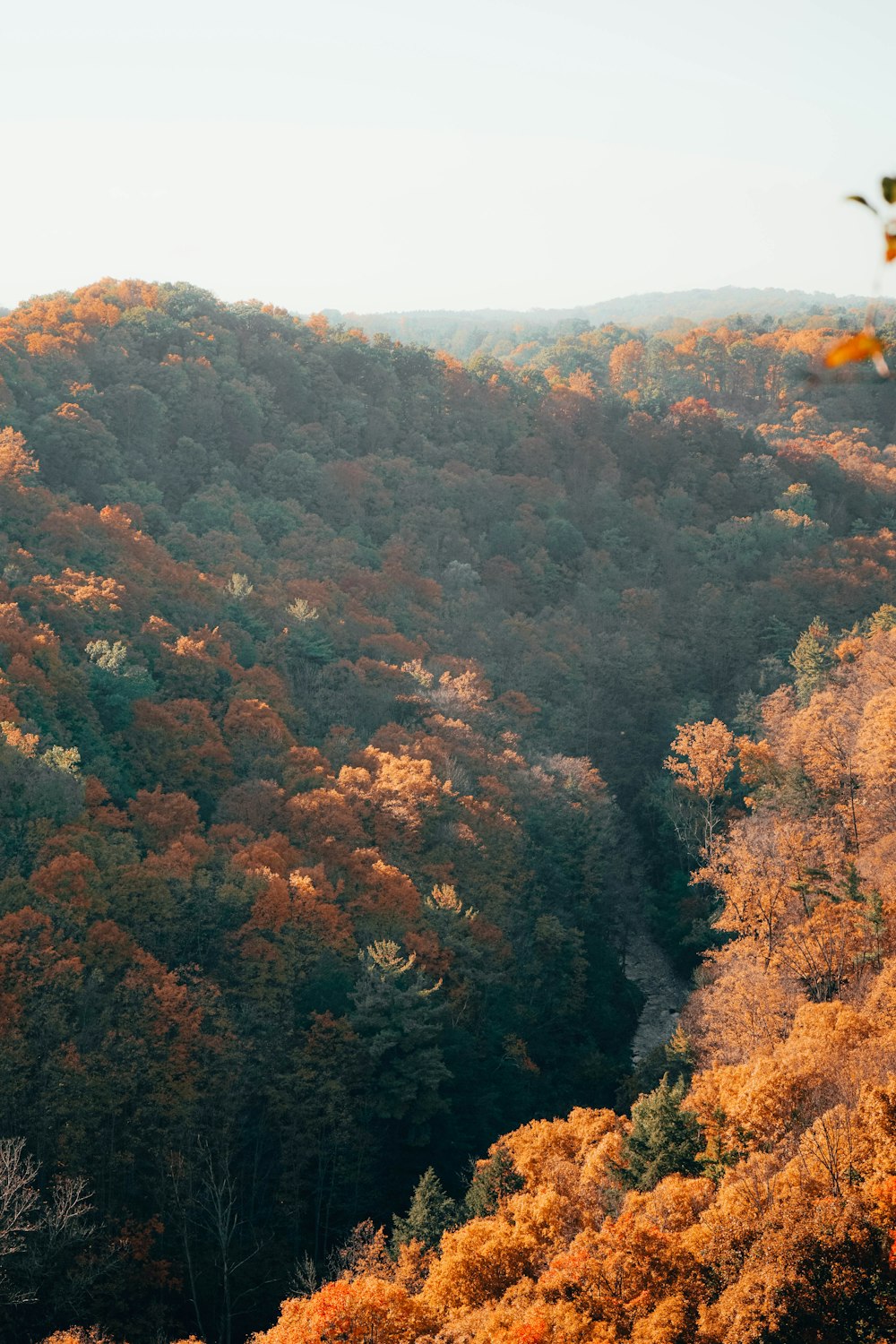 green and brown trees under white sky during daytime