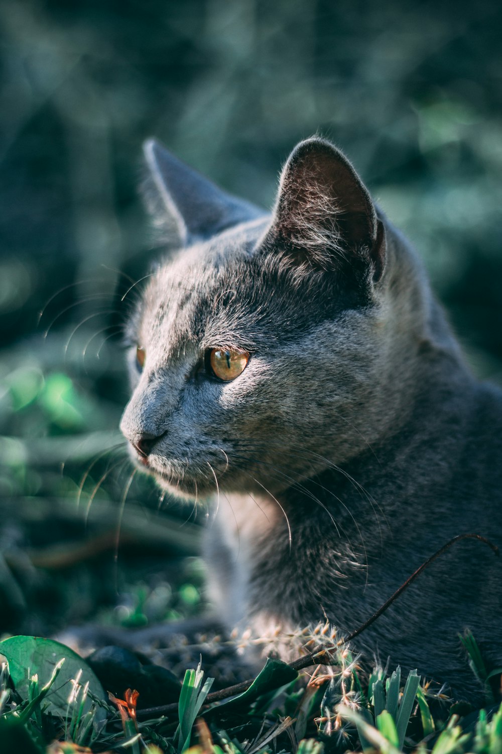 russian blue cat on green grass