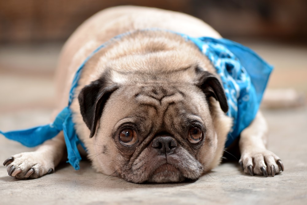 fawn pug lying on blue and white textile