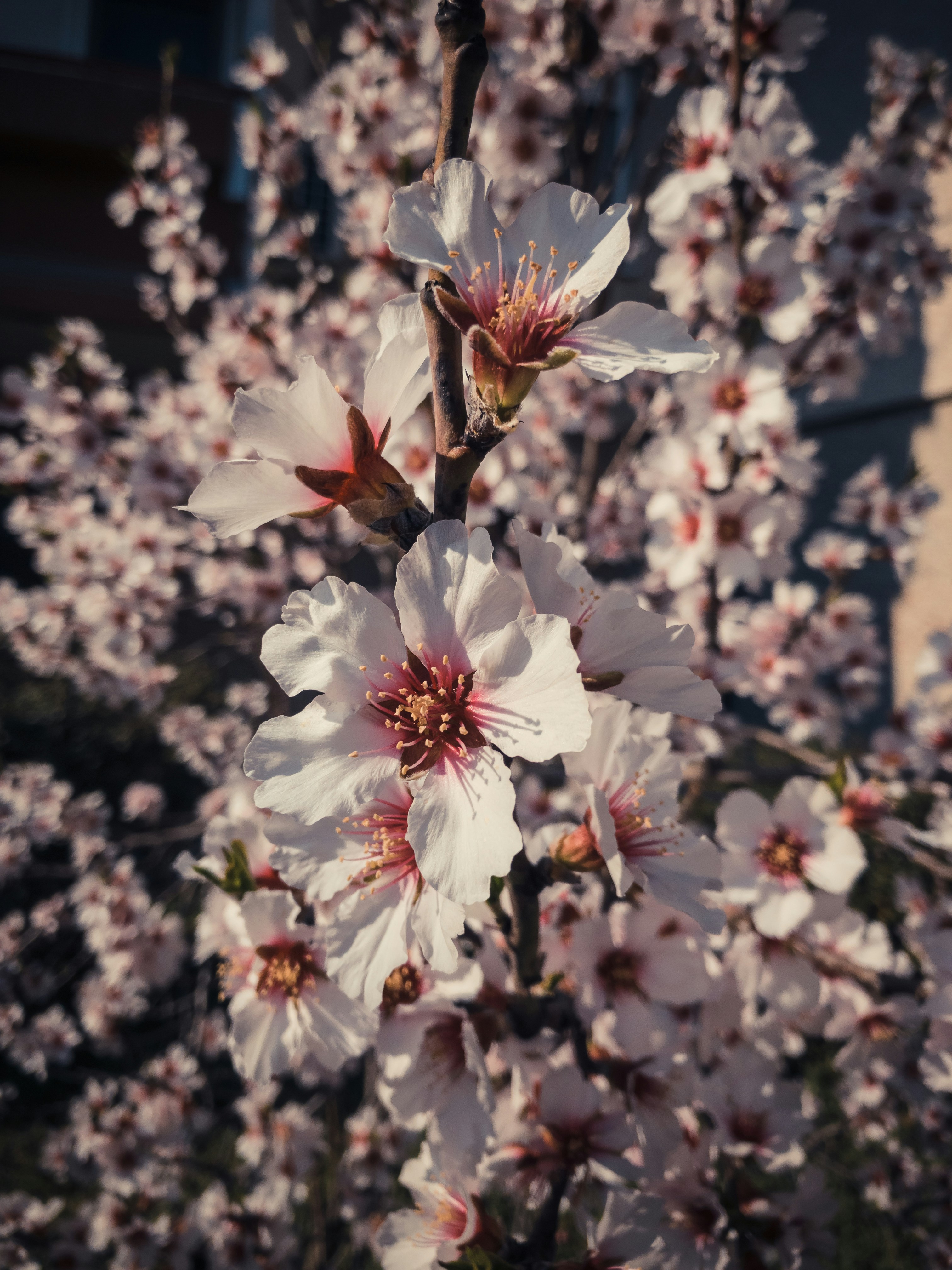 昼間に咲く白い桜の写真 Unsplashで見つける花の無料写真