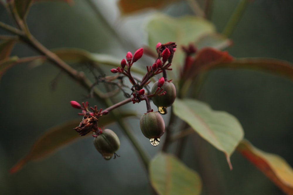 red and white flower buds