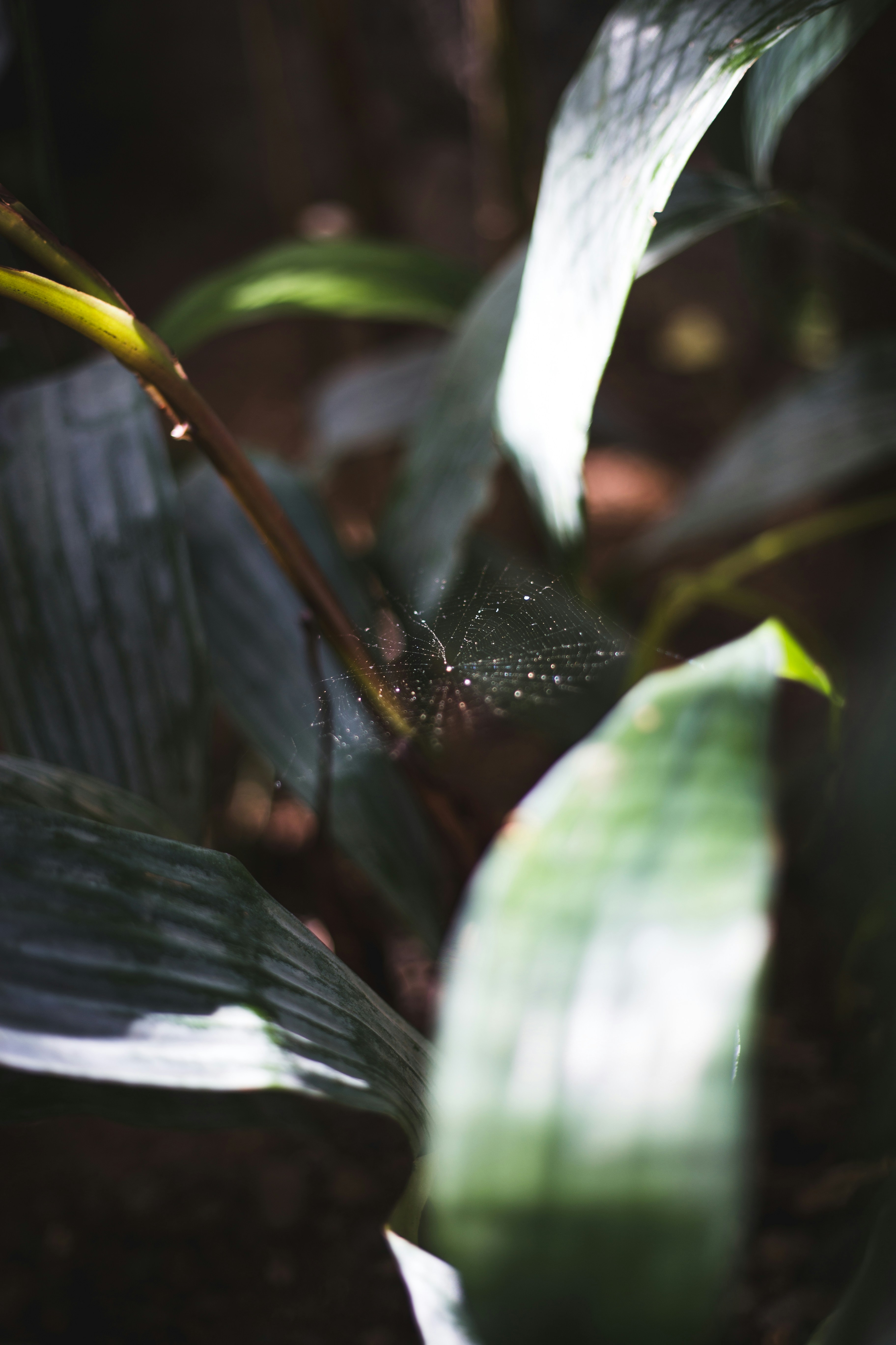 Photo by williamdaigneault