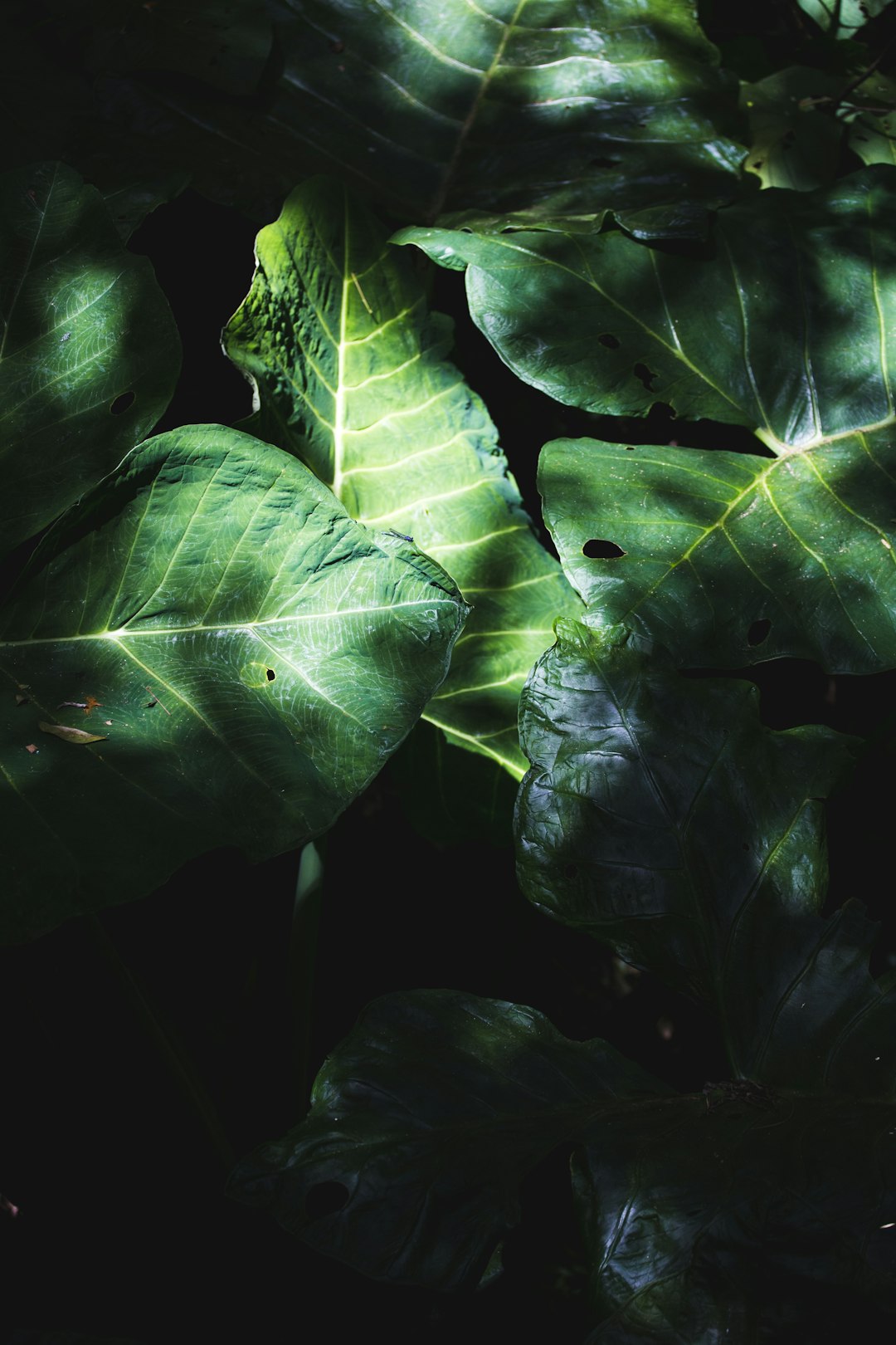 green leaves in black background