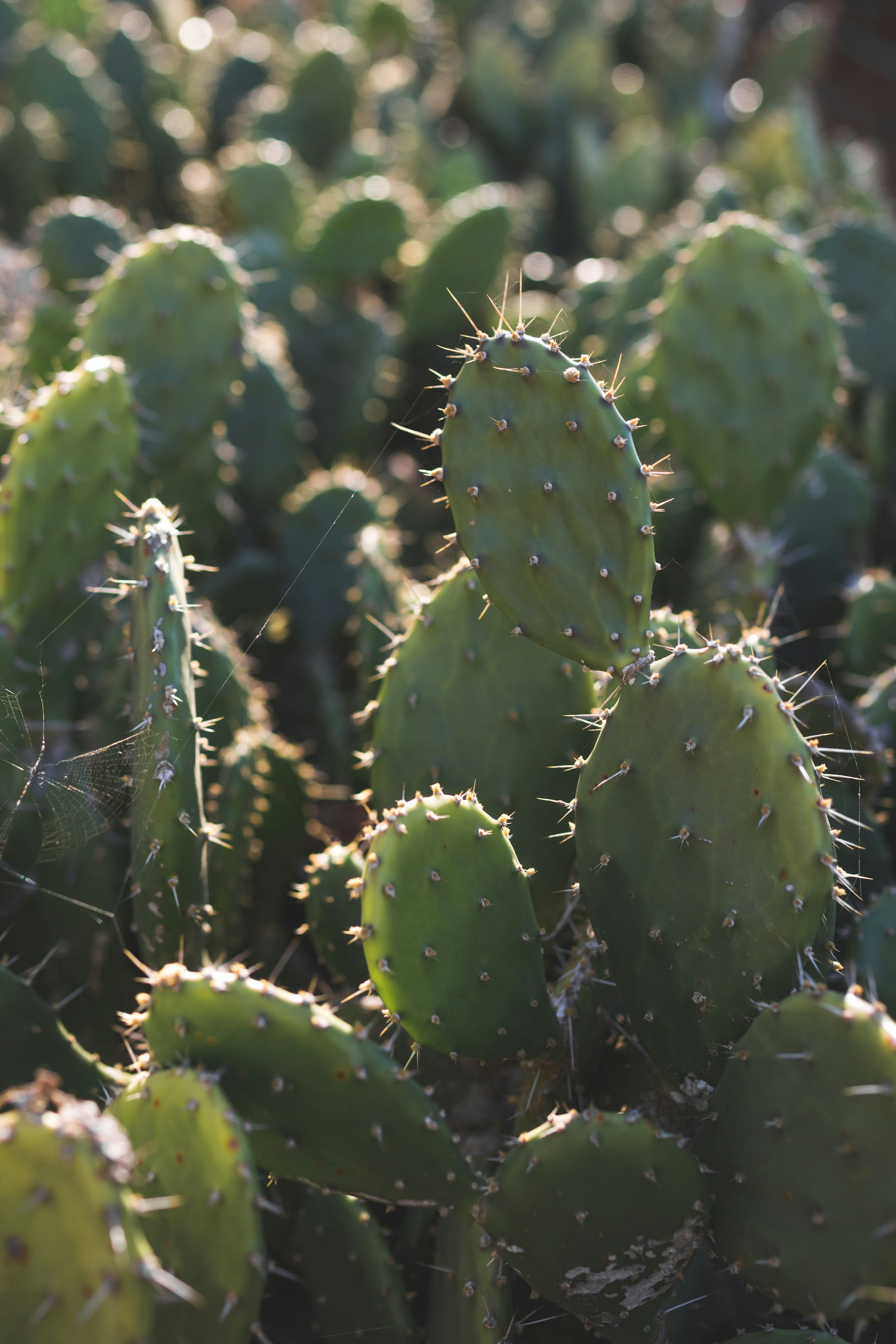 Photo by williamdaigneault