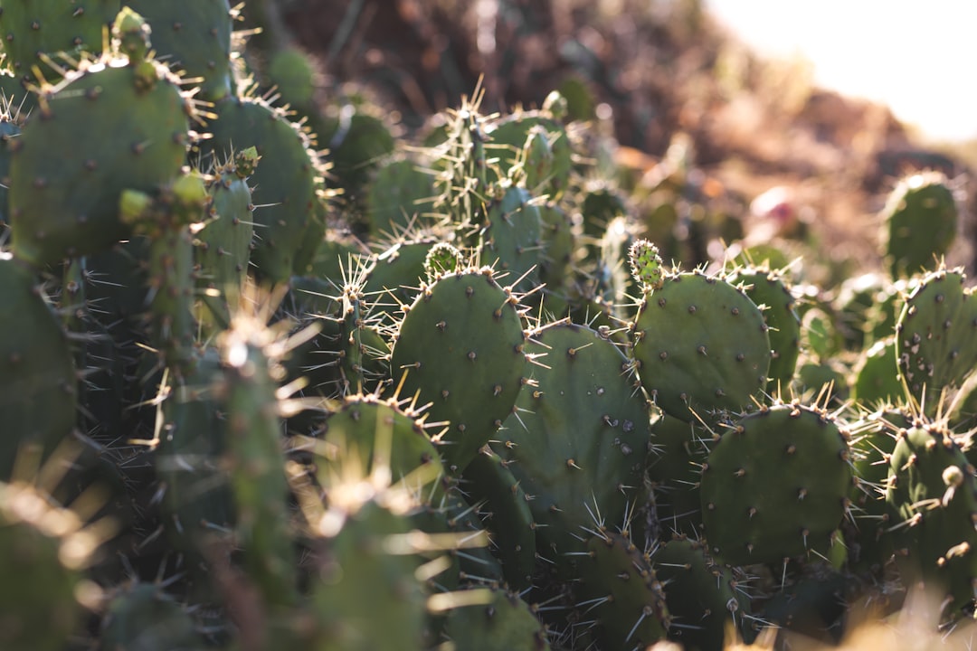 green cactus in close up photography