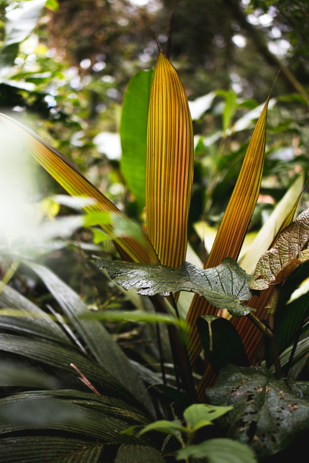 green banana leaf in close up photography