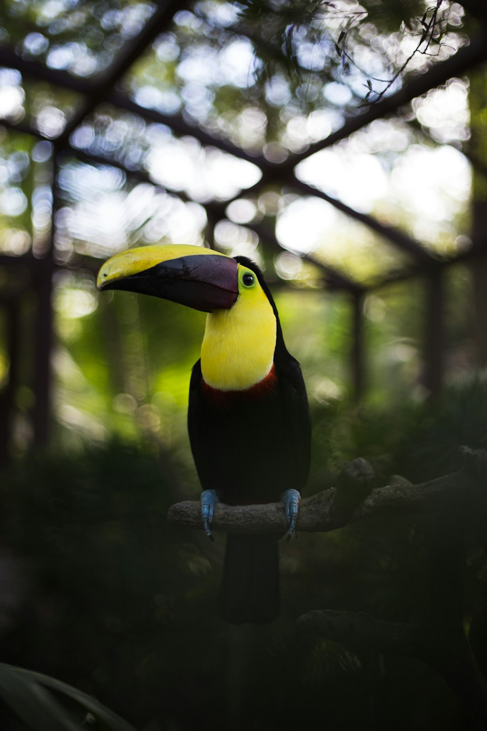 yellow black and green bird on brown wooden branch during daytime