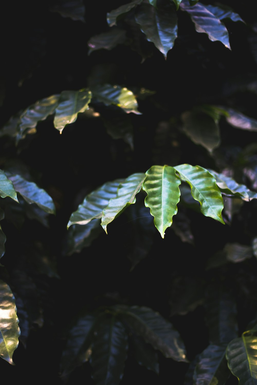 feuilles vertes dans la lentille à bascule et décentrement