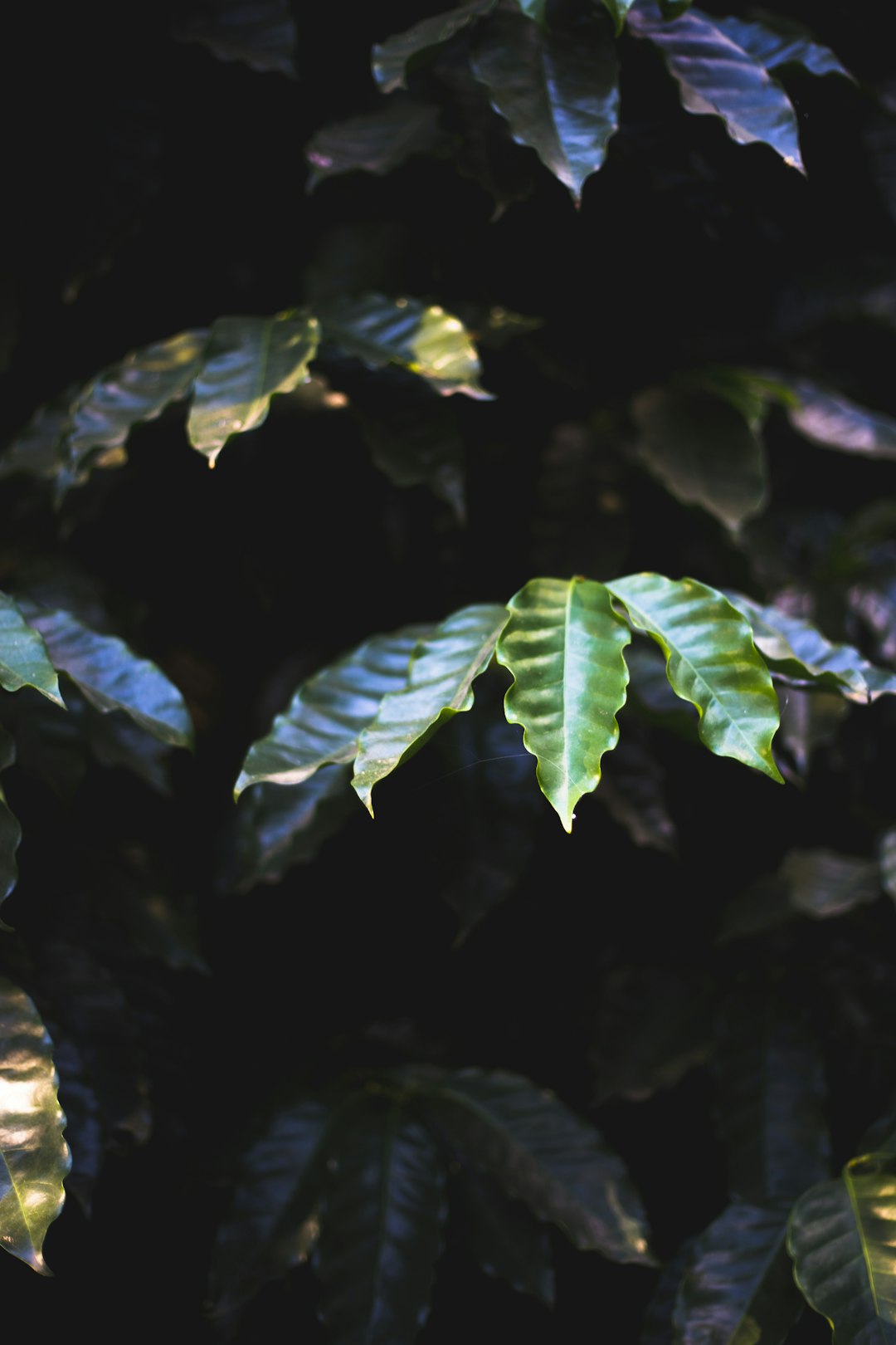 green leaves in tilt shift lens