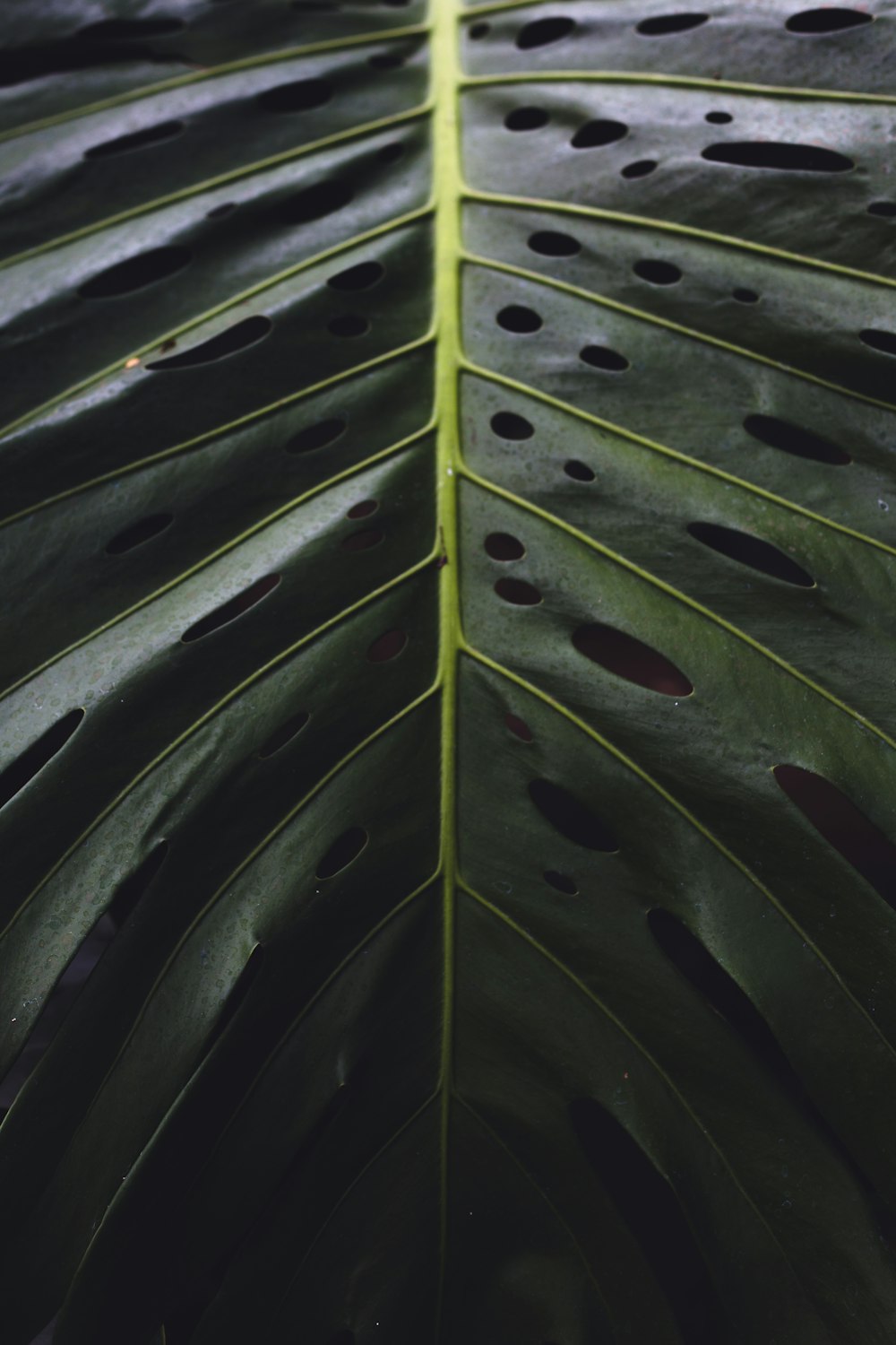 green and yellow plant leaves