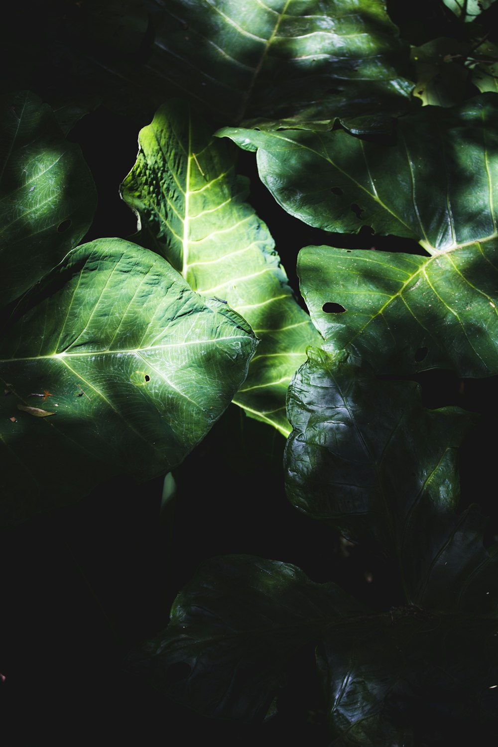 grüne Blätter auf schwarzem Hintergrund