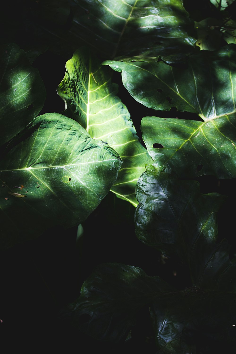 green leaves in black background