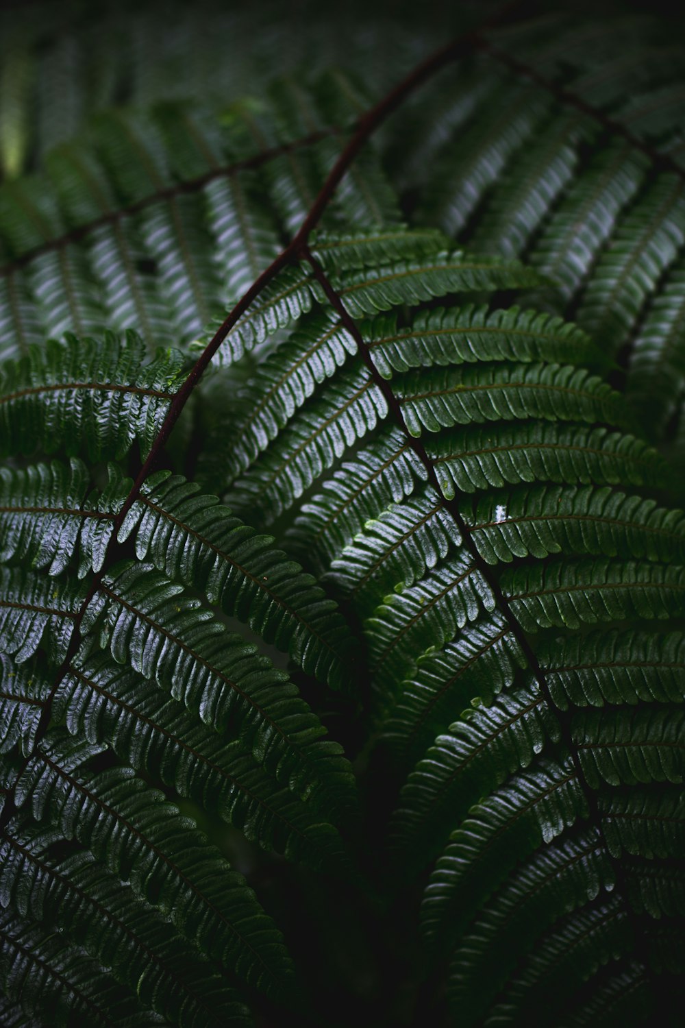 green fern plant in close up photography