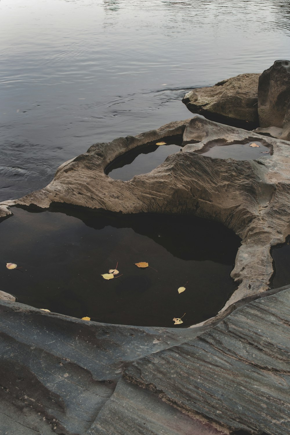 brown wood log on body of water