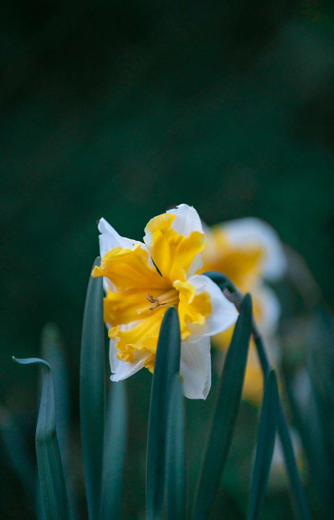 yellow daffodils in bloom during daytime