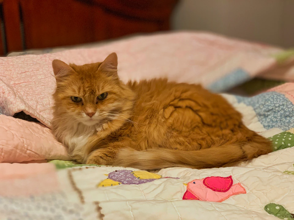 A ginger cat is comfortably sprawled out on a bed, its body relaxed and stretched out in a peaceful slumber. The cat's fur is a beautiful shade of orange, contrasting with the white sheets that make up the bed. The bed itself is adorned with a quilt featuring a charming design of birds in various colors - pink, blue, green, and yellow. The cat is positioned on the right side of the bed, its head resting gently on the pillow.
