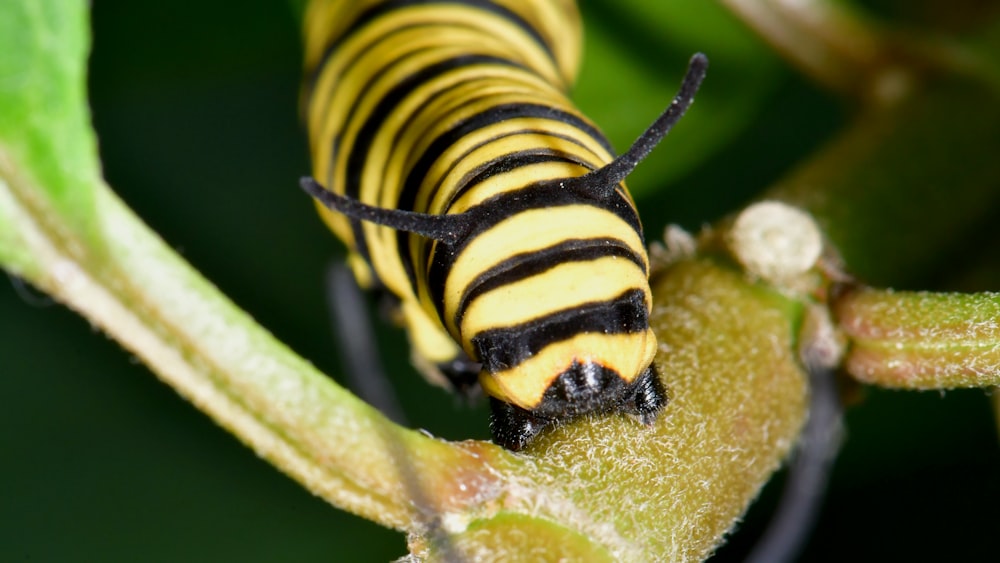 yellow and black caterpillar on green leaf