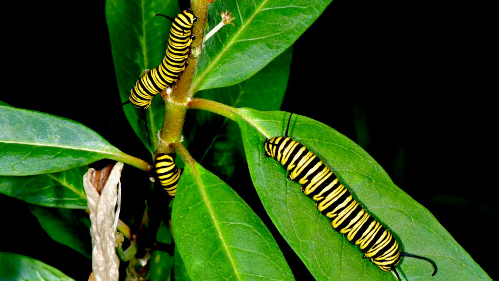 green and black caterpillar on green leaf