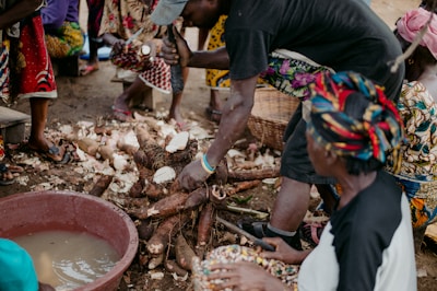 People are gathered around, preparing large tubers of cassava. The scene appears lively and communal, with vibrant clothing indicating cultural significance. A large basin filled with water is nearby, possibly for washing the cassava.
