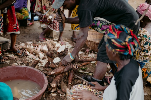 Close-up of fresh cassava roots in a rustic farm setting