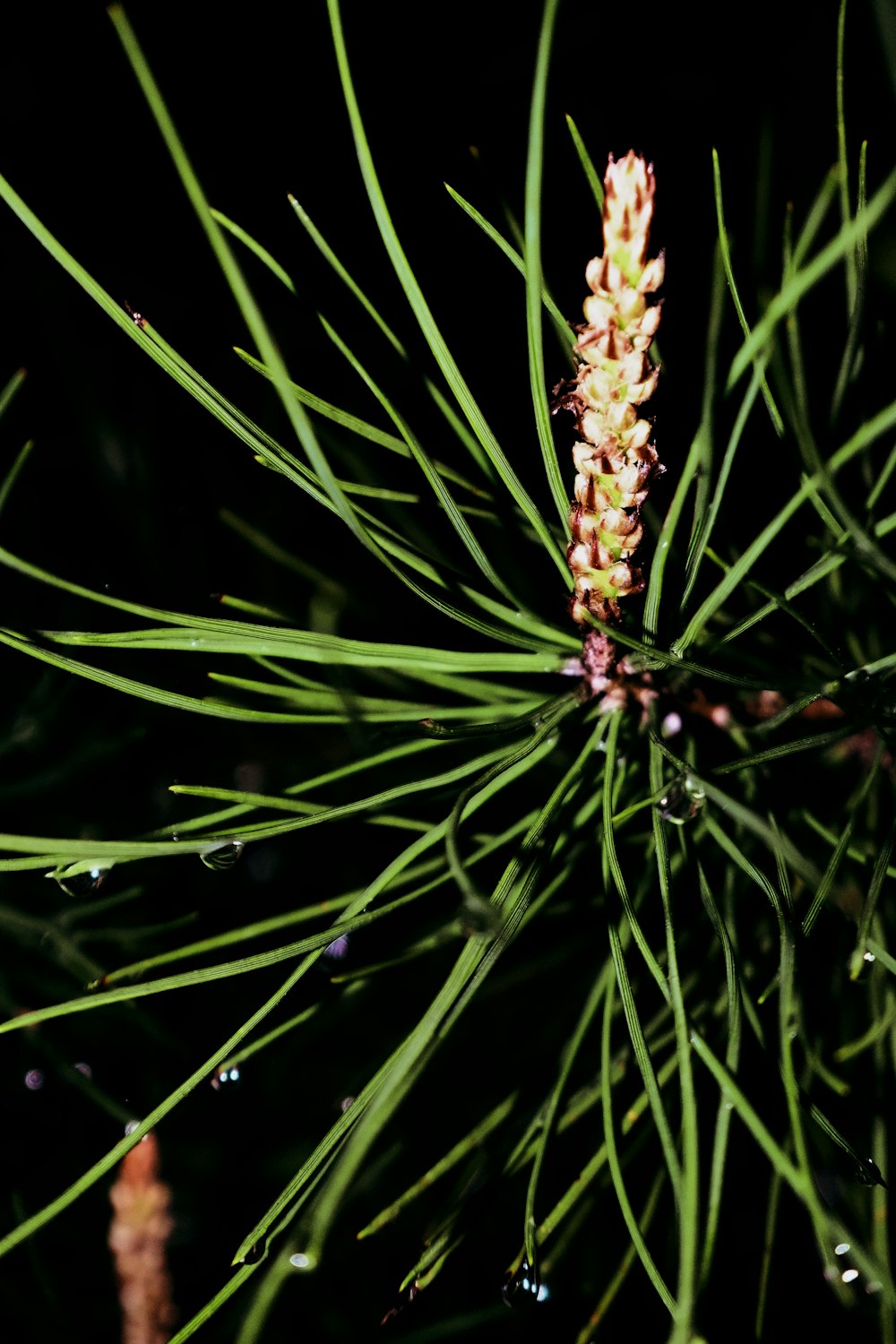 brown and green plant in close up photography