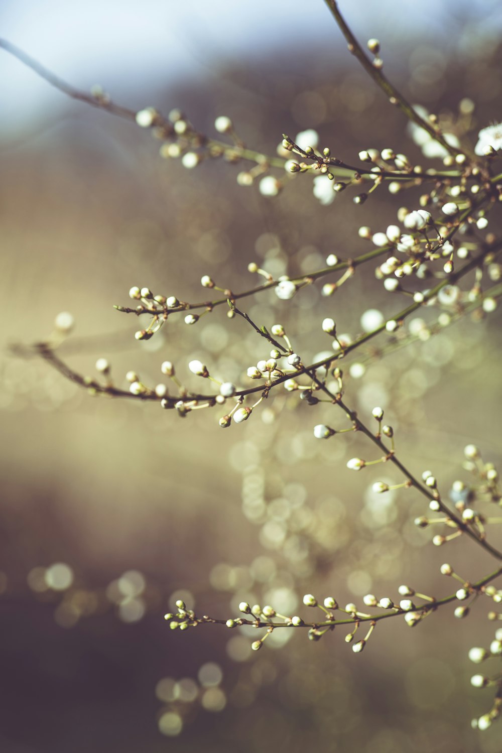 green plant with water droplets