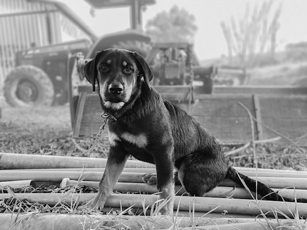 A black and tan dog with a collar sits on a pile of pipes, with an out-of-focus tractor and barn in the background. The setting appears rural and utilitarian, with overgrown grass surrounding the foreground.
