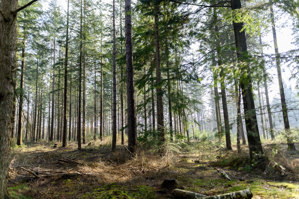 green trees on forest during daytime