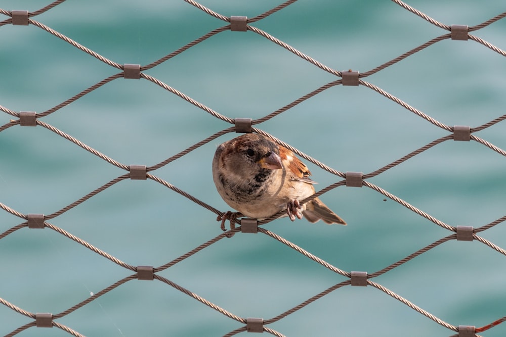 brown bird on brown metal fence during daytime