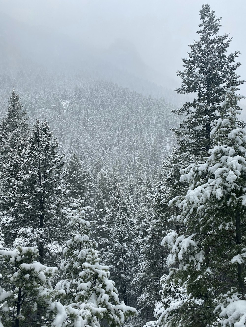 green pine trees covered with snow during daytime