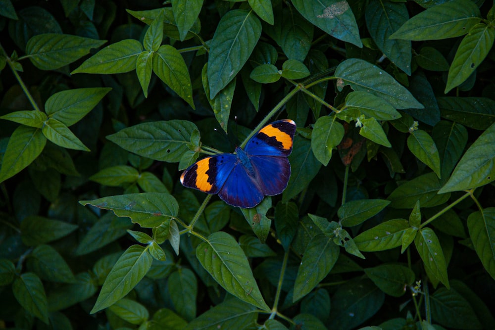 blue black and yellow butterfly perched on green leaf