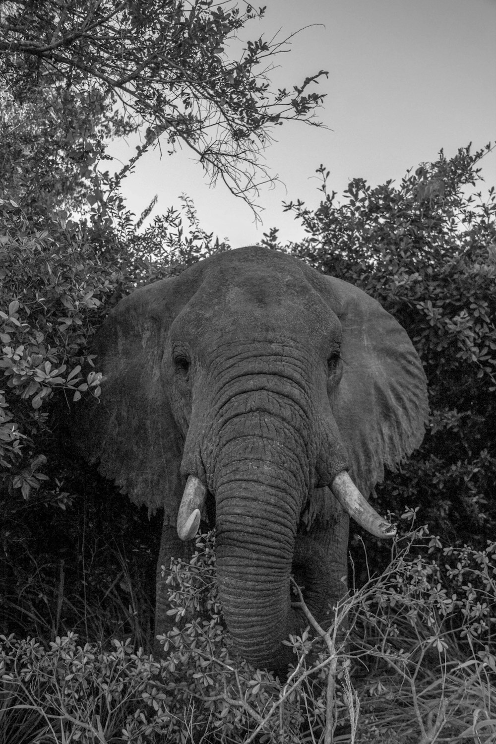 grayscale photo of elephant near tree