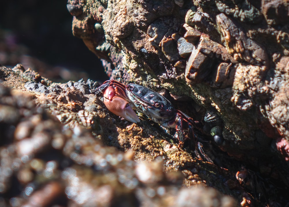 Schwarzer und roter Käfer auf braunem Felsen