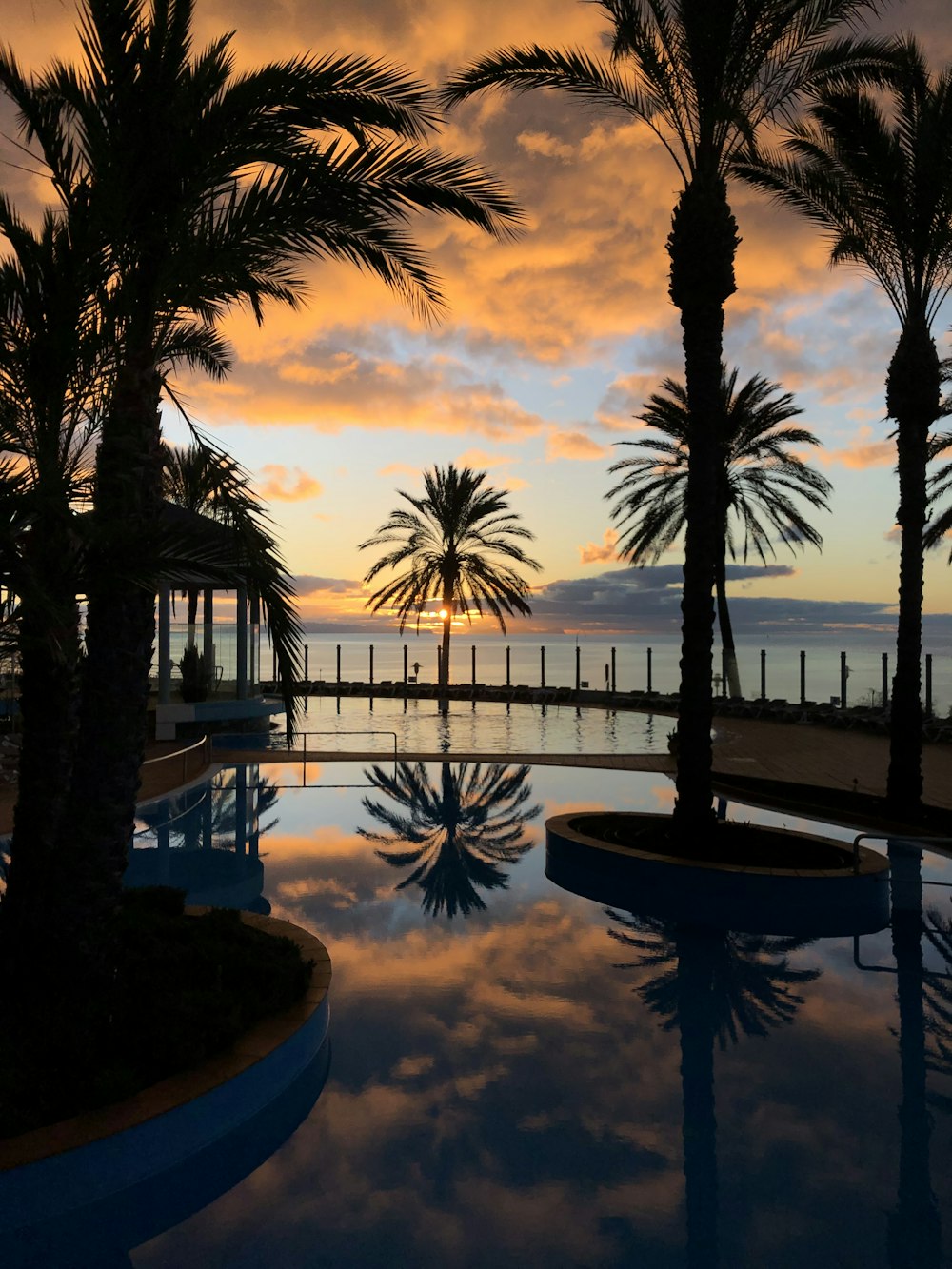 palm trees near swimming pool during sunset
