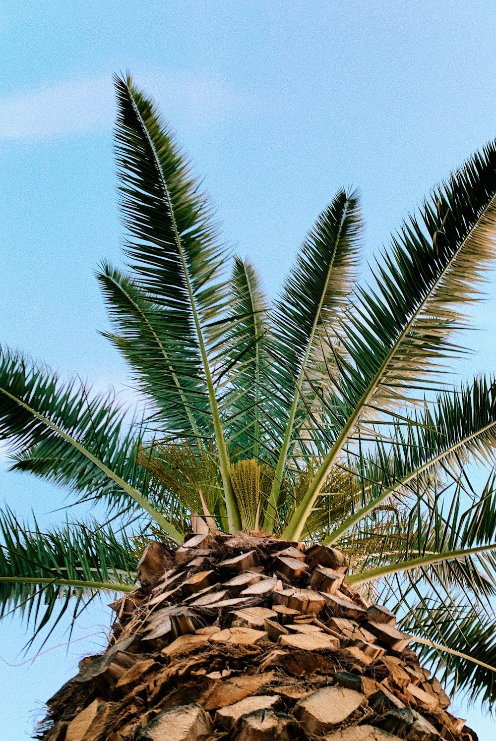 green palm tree under blue sky during daytime