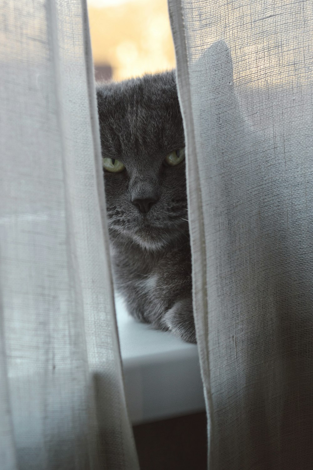 grey and white cat on window