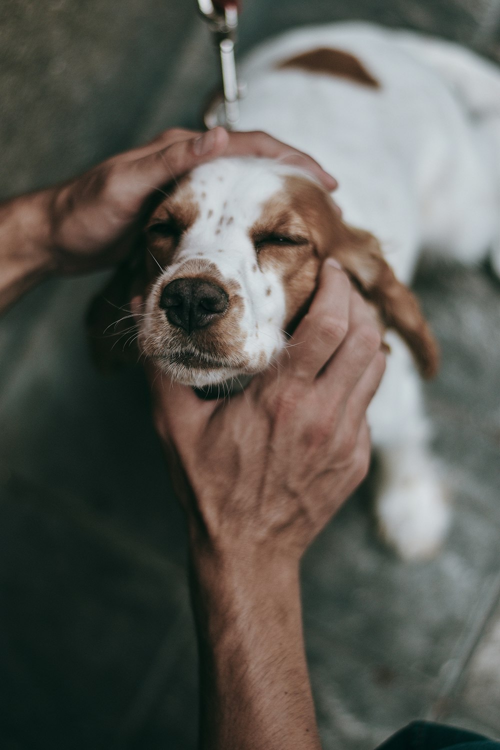 person holding brown and white short coated small dog