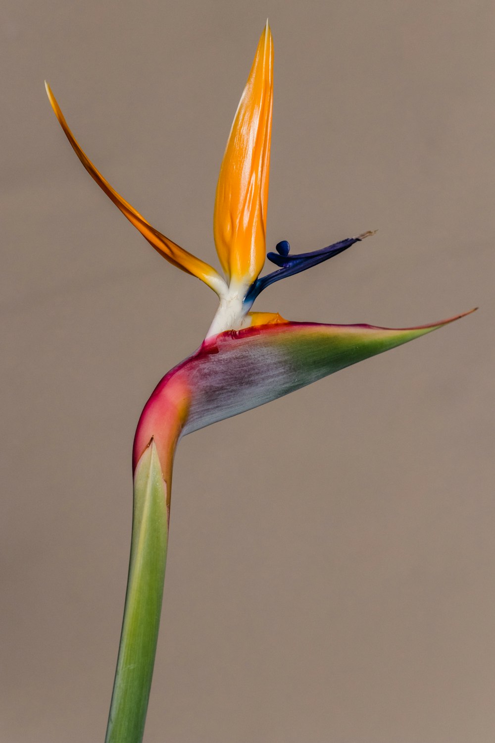 yellow and red birds of paradise in close up photography