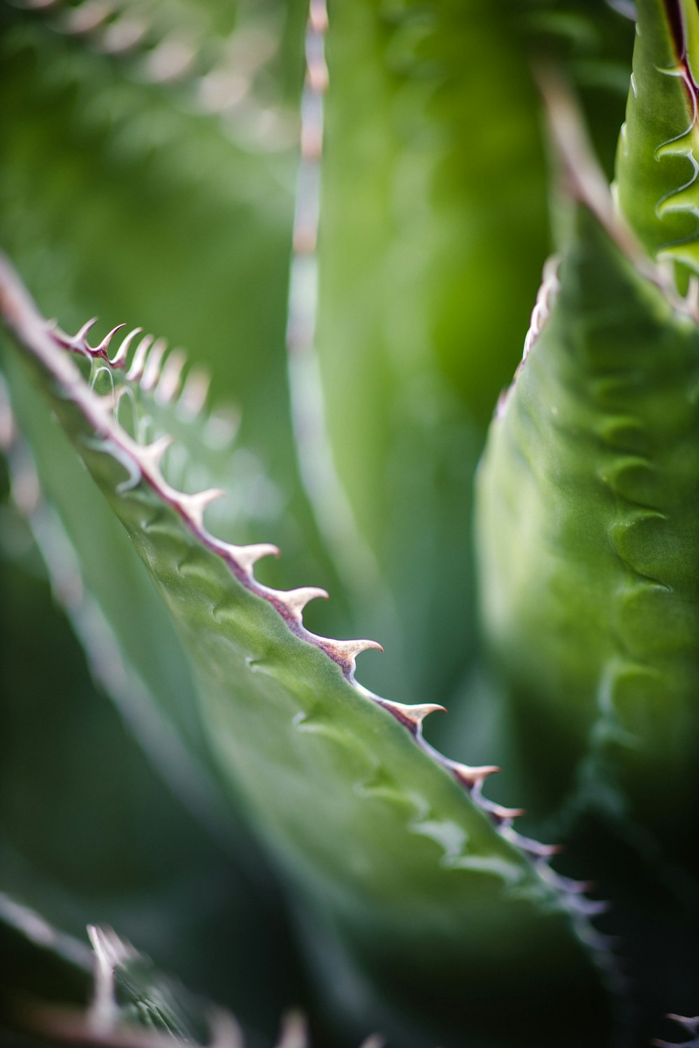 green leaf in macro lens