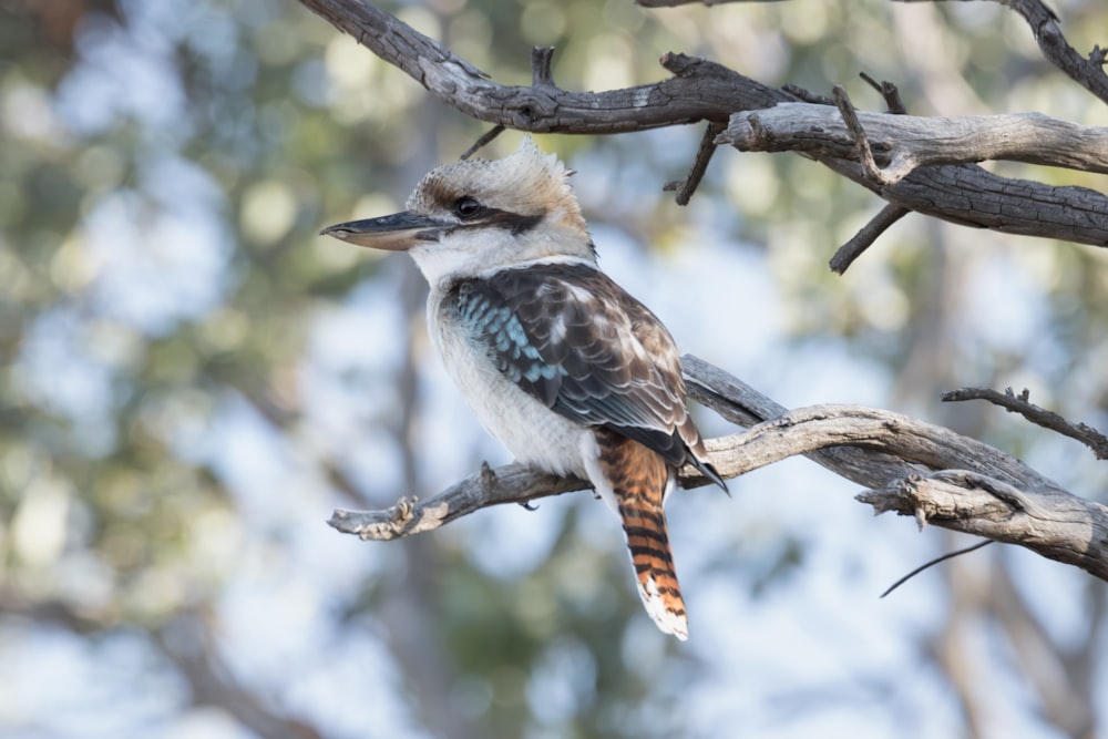 pássaro azul e marrom no galho marrom da árvore durante o dia