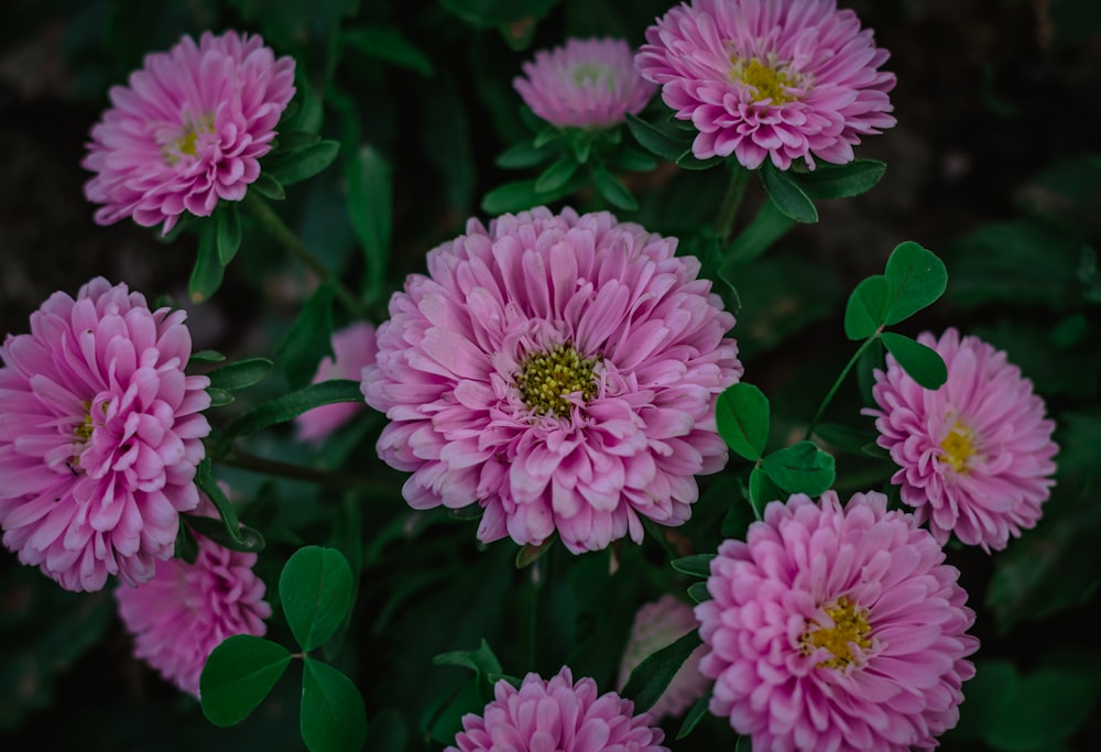 purple flowers in tilt shift lens