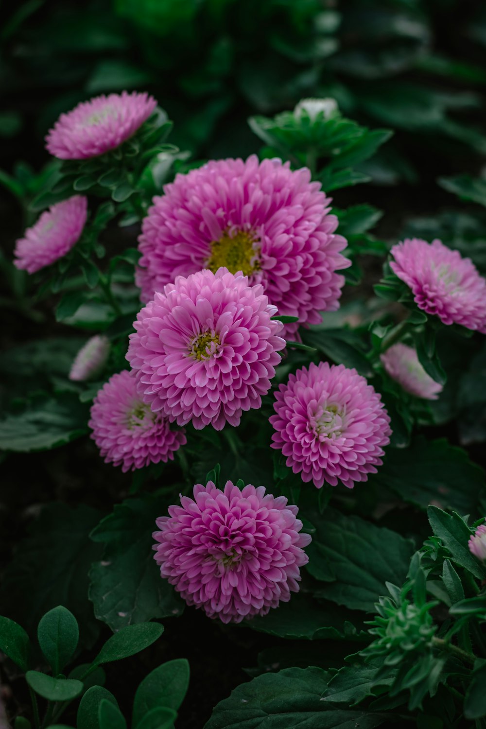 Rosa und weiße Blume in der Makroobjektivfotografie